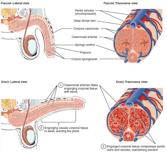 Anatomic representation of changes to penis during erection.
