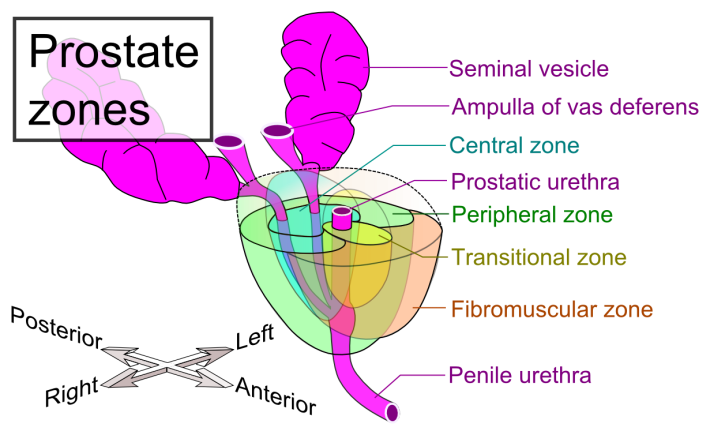 Prostate Anatomy Zones