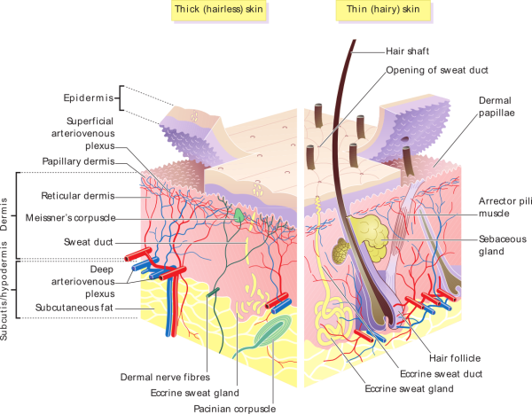Anatomy of Skin Layers