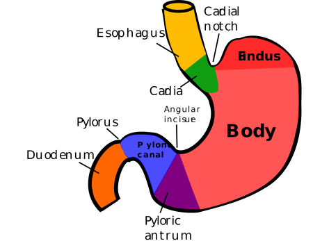 Regions of stomach.