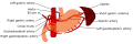 2560px-Stomach blood supply.svg.png