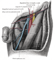 Femoral triangle.png
