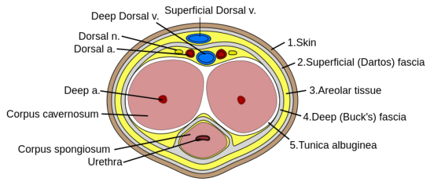 Penis Anatomy Cross Section.png